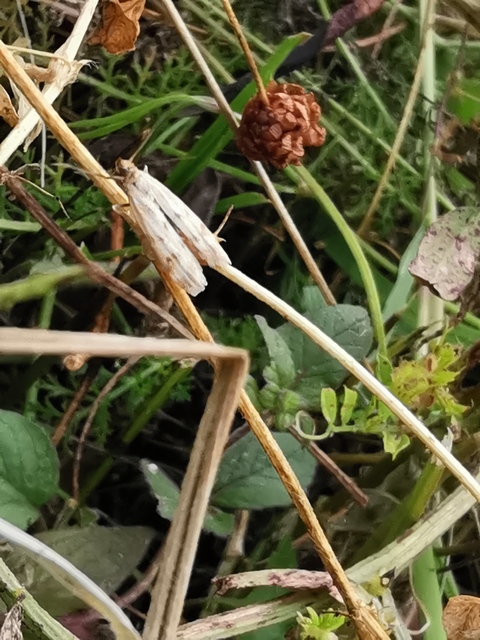 Homoeosoma sinuella - agyagsárga karcsúmoly