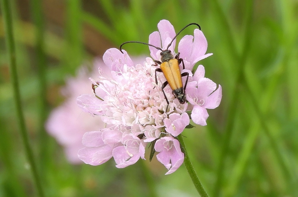 Stictoleptura fulva - vörhenyes virágcincér