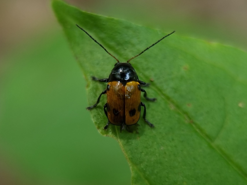Cryptocephalus imperialis - daliás zömökbogár
