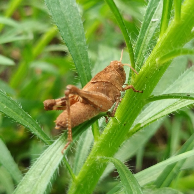 Oedipoda caerulescens - kékszárnyú sáska