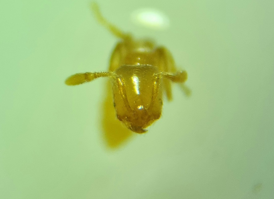 Solenopsis fugax - tolvajhangya