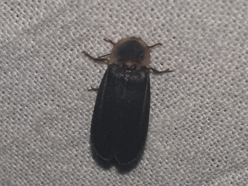 Lampyris noctiluca - nagy szentjánosbogár
