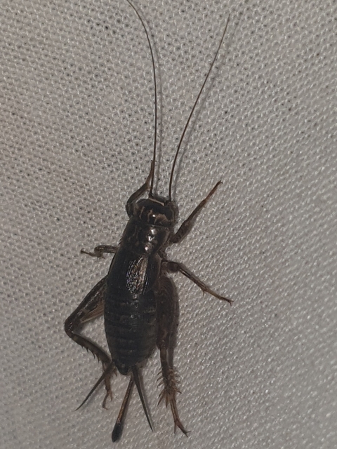 Eumodicogryllus bordigalensis - bordói tücsök