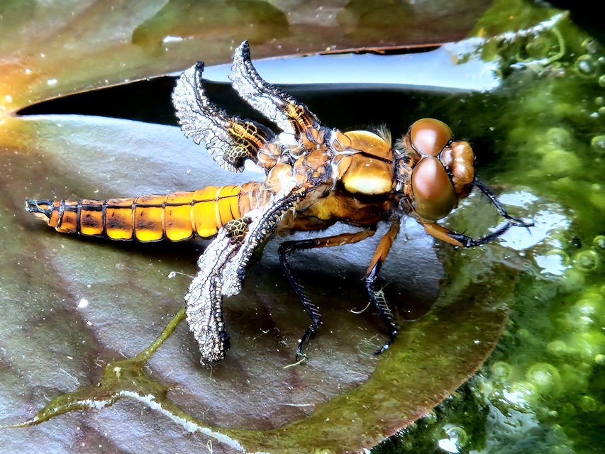 Libellula depressa - széles laposacsa