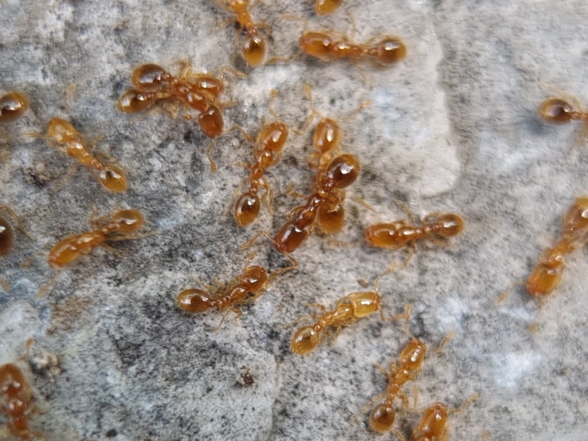 Solenopsis fugax - tolvajhangya