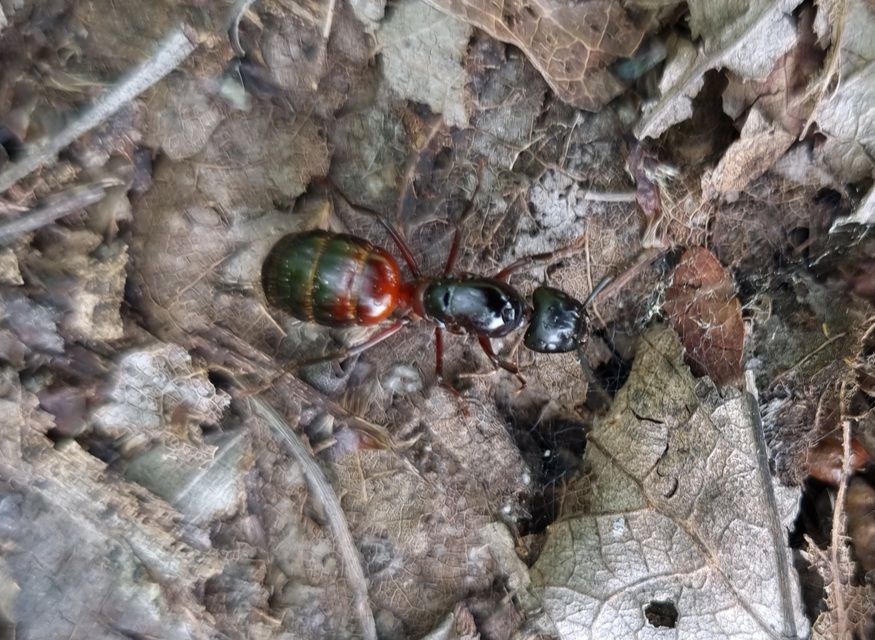 Camponotus ligniperda - faodvasító lóhangya