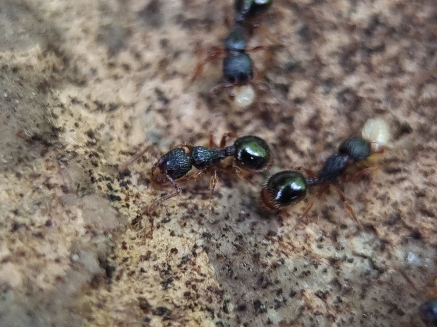 Myrmecina graminicola - ráncoshangya