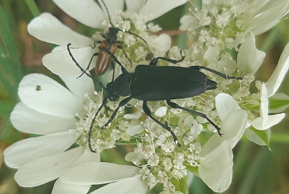 Stictoleptura scutellata - hegyi virágcincér