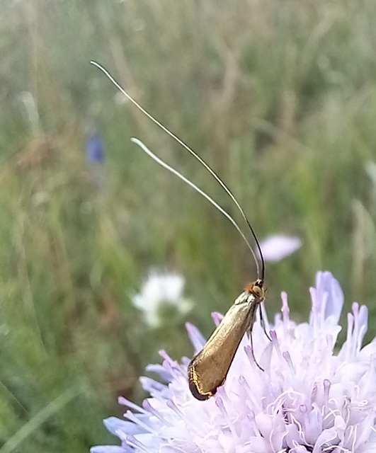 Nemophora metallica - fémszínű tőrösmoly
