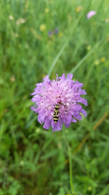 Chlorophorus varius - díszes darázscincér