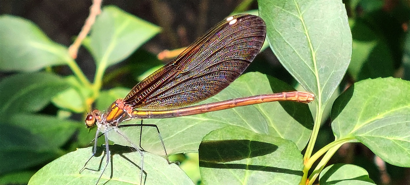 Calopteryx virgo - kisasszony-szitakötő