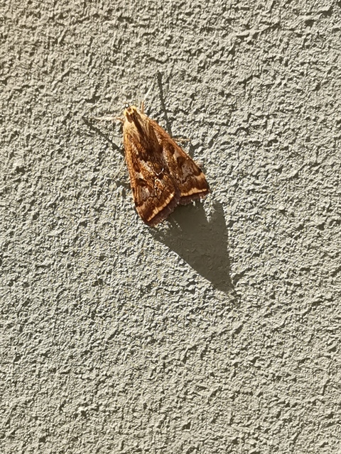 Loxostege sticticalis - muszkamoly