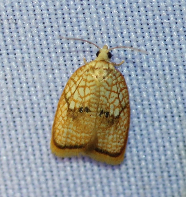 Acleris forsskaleana - juharos levélmoly