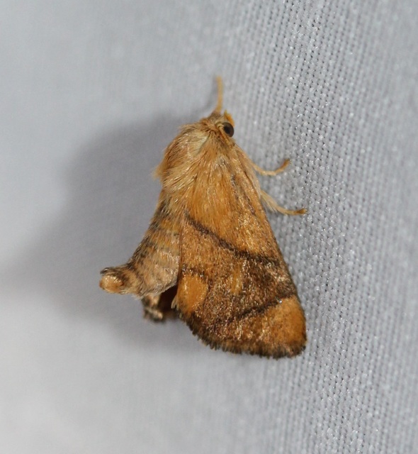 Apoda limacodes - kagylólepke