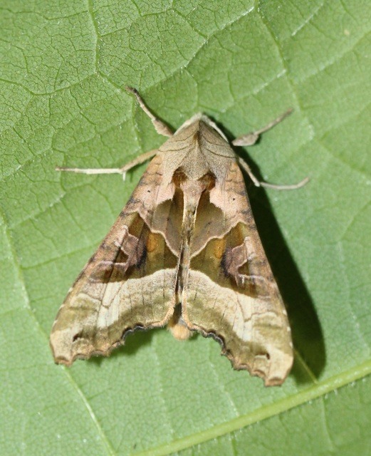 vándorló csipkésbagoly - Phlogophora meticulosa