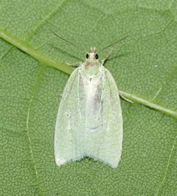 Tortrix viridana - tölgyilonca
