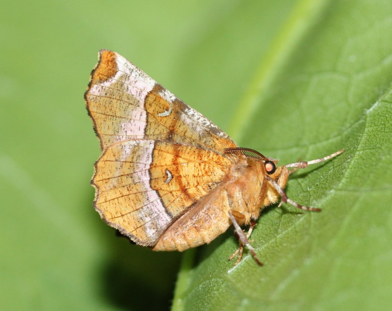 négyfoltos holdasaraszoló - Selenia tetralunaria