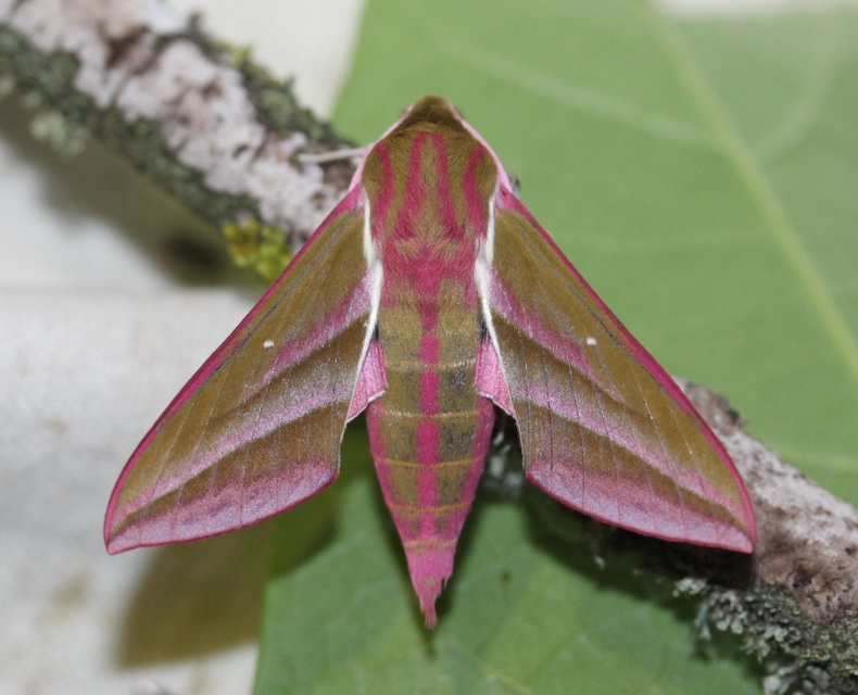 szőlőszender - Deilephila elpenor