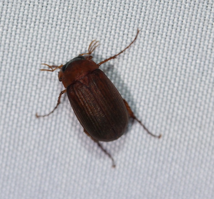 Serica brunnea - homoki kiscserebogár