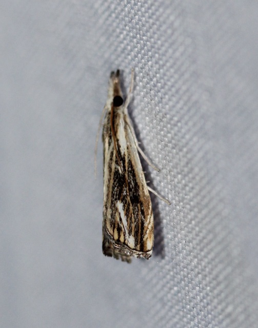 Catoptria verellus - kormos fűgyökérmoly