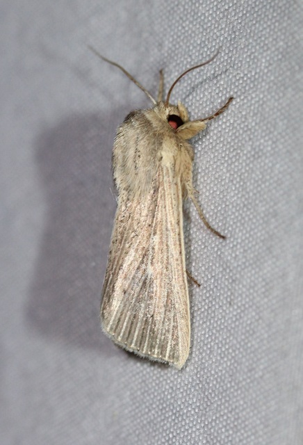 halványrajzú rétibagoly - Mythimna congrua