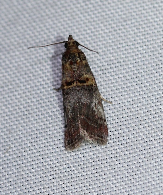 Trachonitis cristella - bokorrágó karcsúmoly