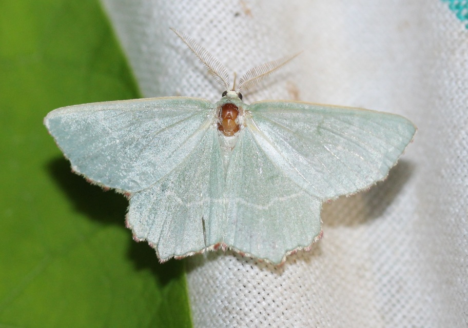 csipkésszélű zöldaraszoló - Thalera fimbrialis