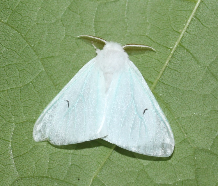 Arctornis l-nigrum - L-betűs gyapjaslepke