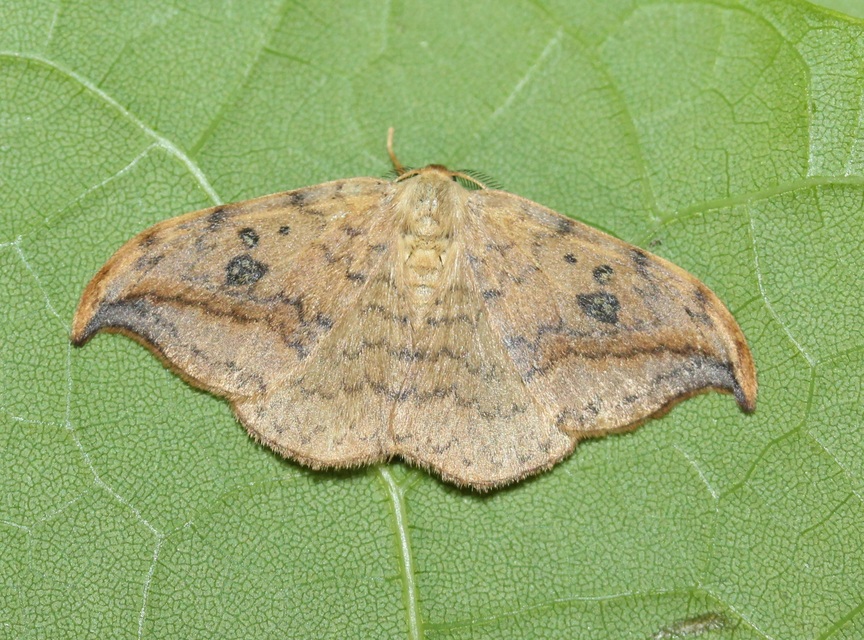 nyárfa-sarlósszövő - Drepana falcataria