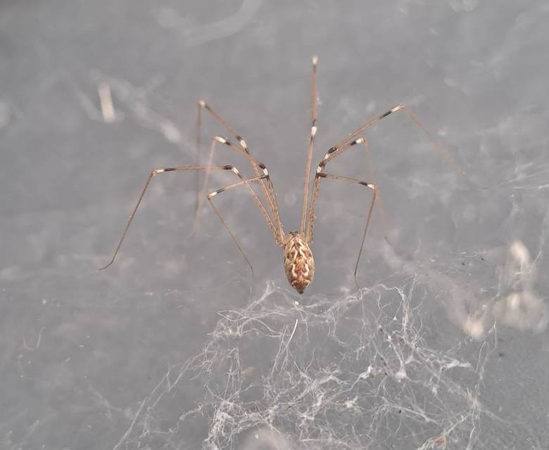 Araneae - Pókok