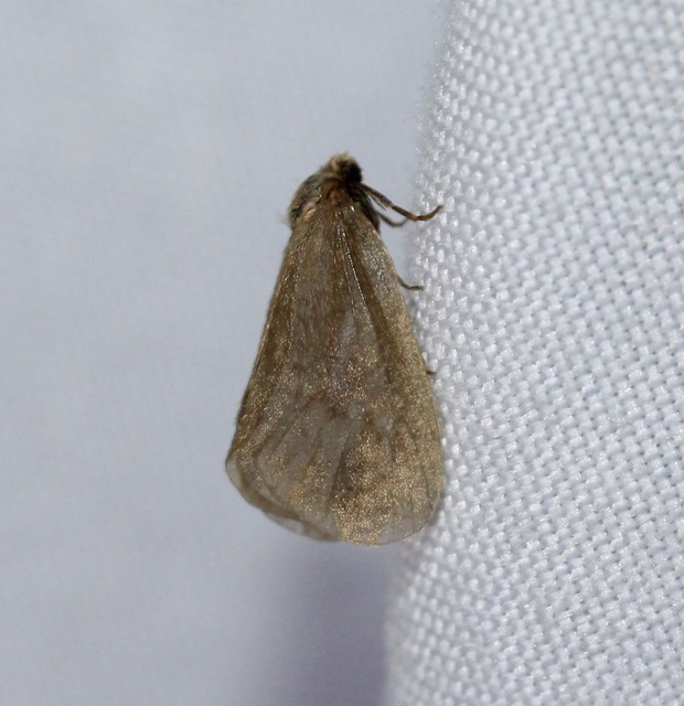 Bijugis bombycella - alkonyati zsákhordólepke