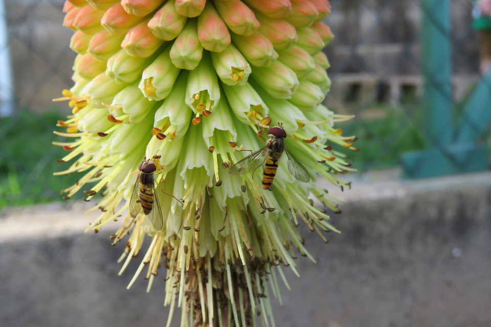 Episyrphus balteatus - ékfoltos zengőlégy