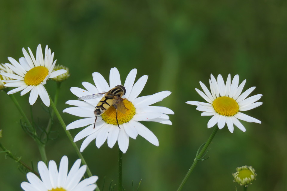 Helophilus trivittatus - nagy mocsárilégy