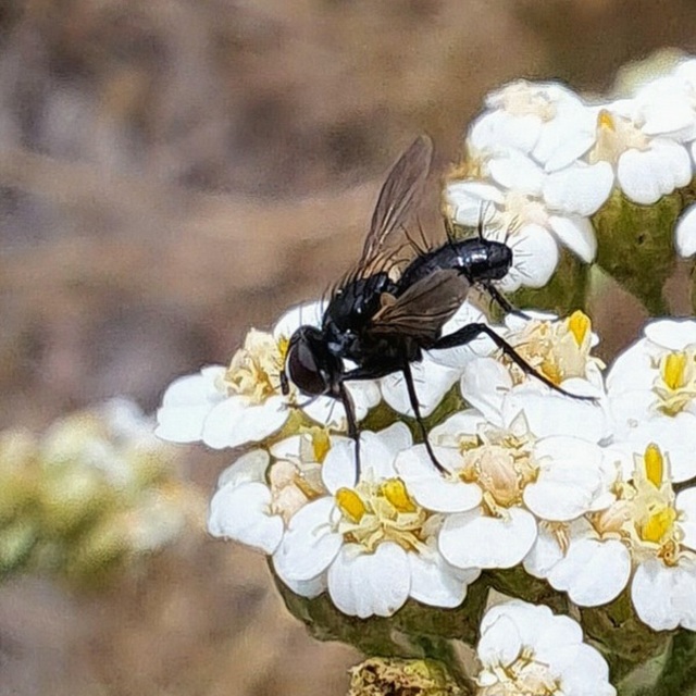 Diptera - Kétszárnyúak