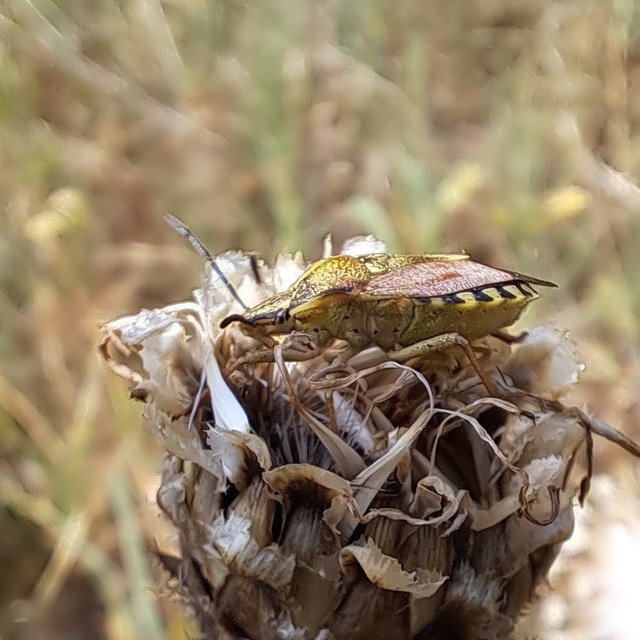 Pentatomidae - címerespoloskák