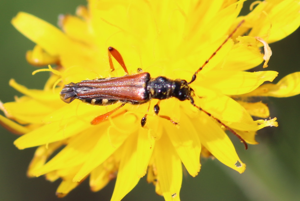 Stenopterus rufus - tarkacsápú keskenyfedőscincér
