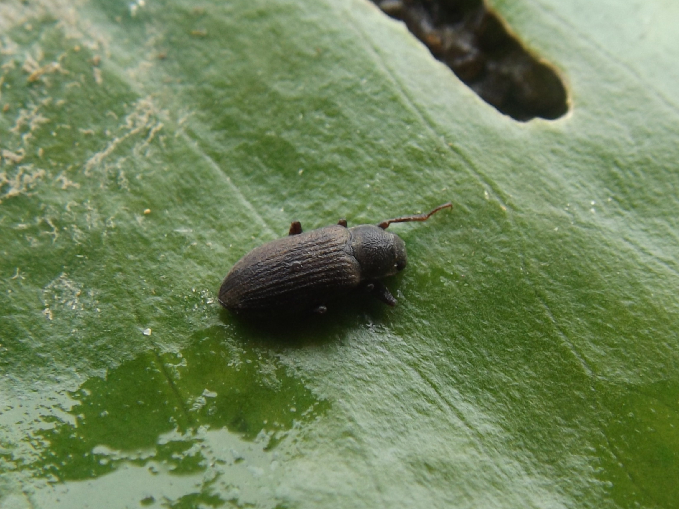 Pomatinus substriatus - parti fülescsápúbogár