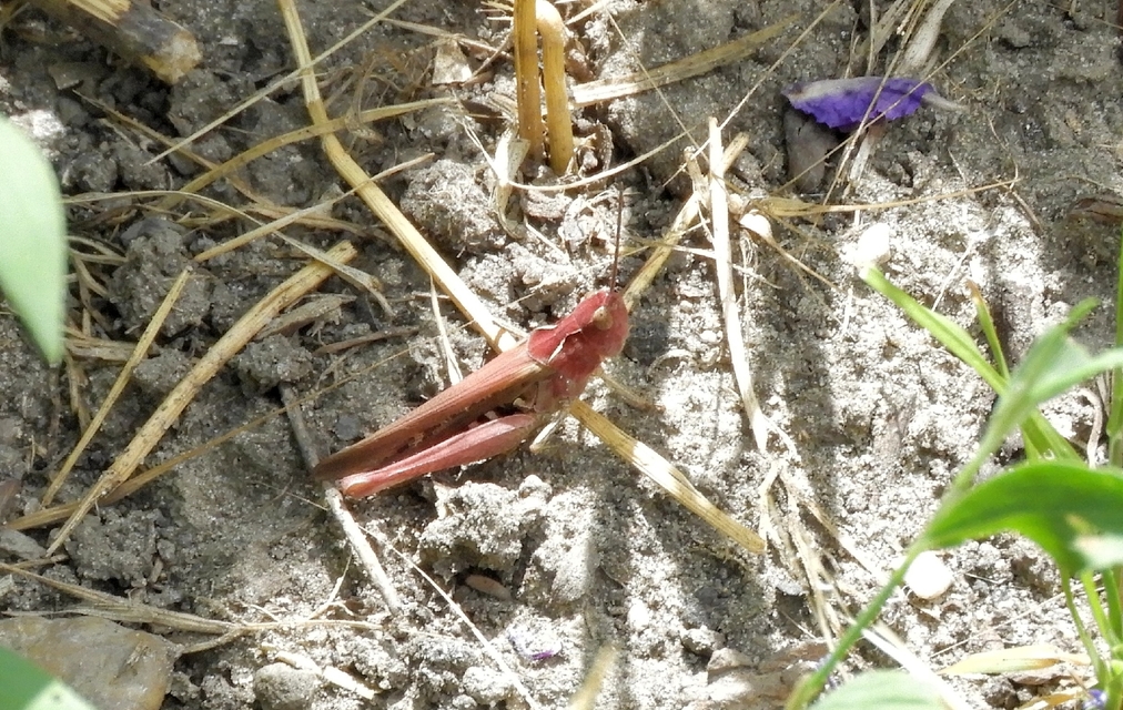 Chorthippus (Glyptobothrus) (subgenus)