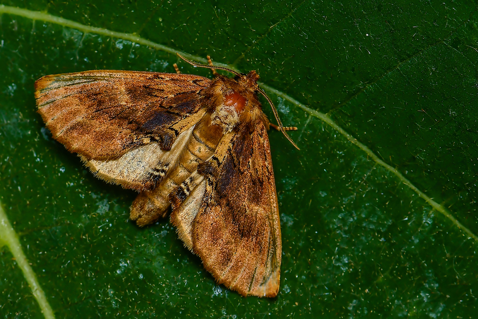 tevenyakú púposszövő - Ptilodon capucina