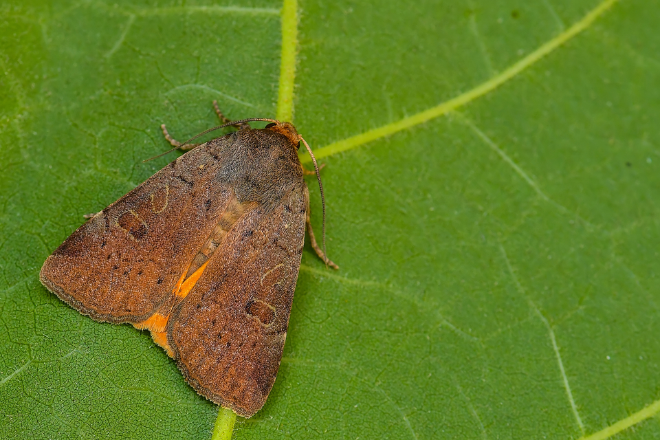 Noctua comes - kis sárgafűbagoly