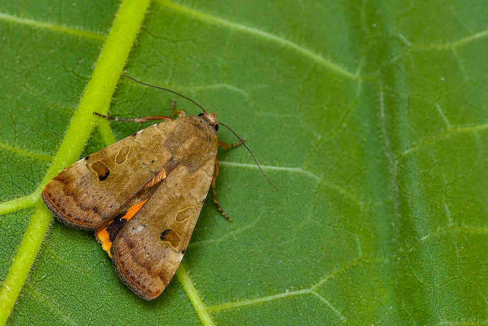 Noctua interposita - köztes sárgafűbagoly