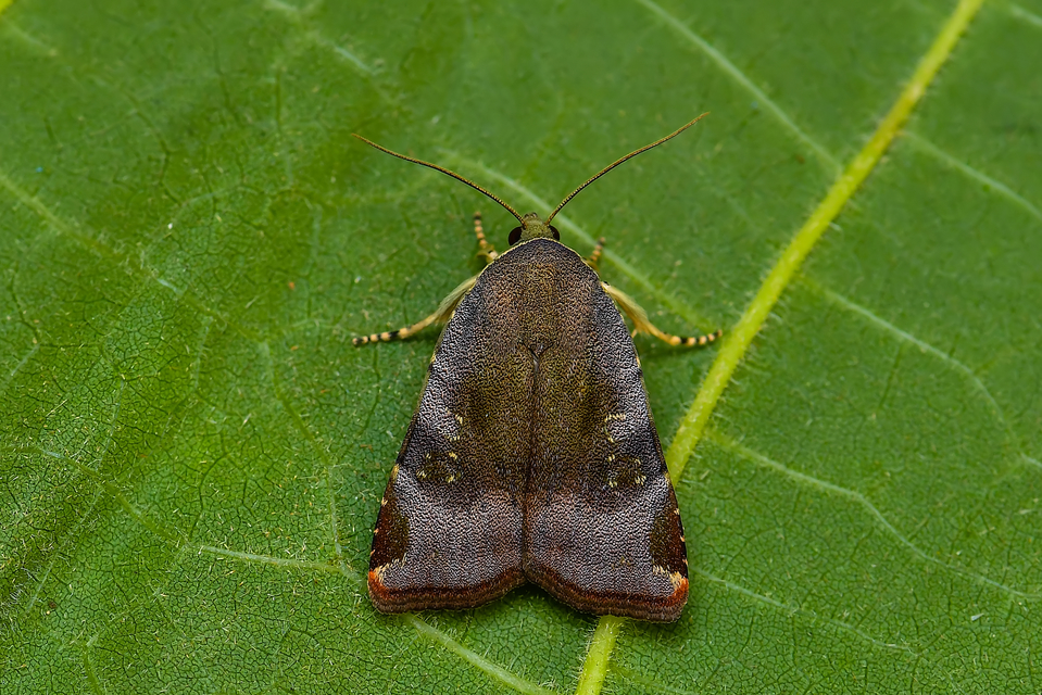 Noctua janthe/janthina