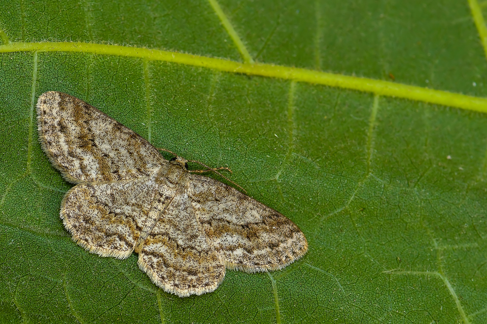 avararaszoló - Ectropis crepuscularia