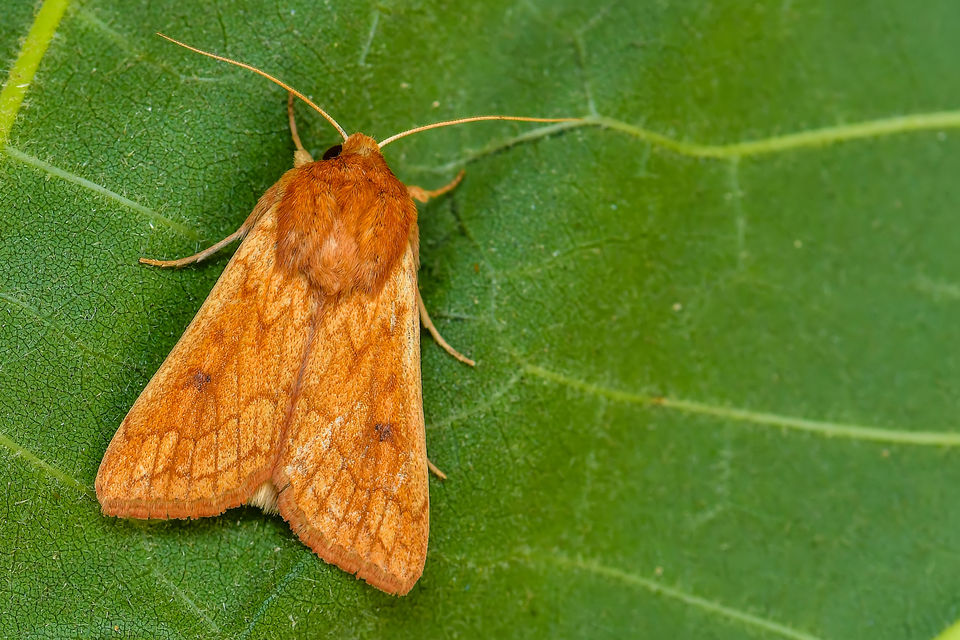 sárga rétibagoly - Mythimna vitellina