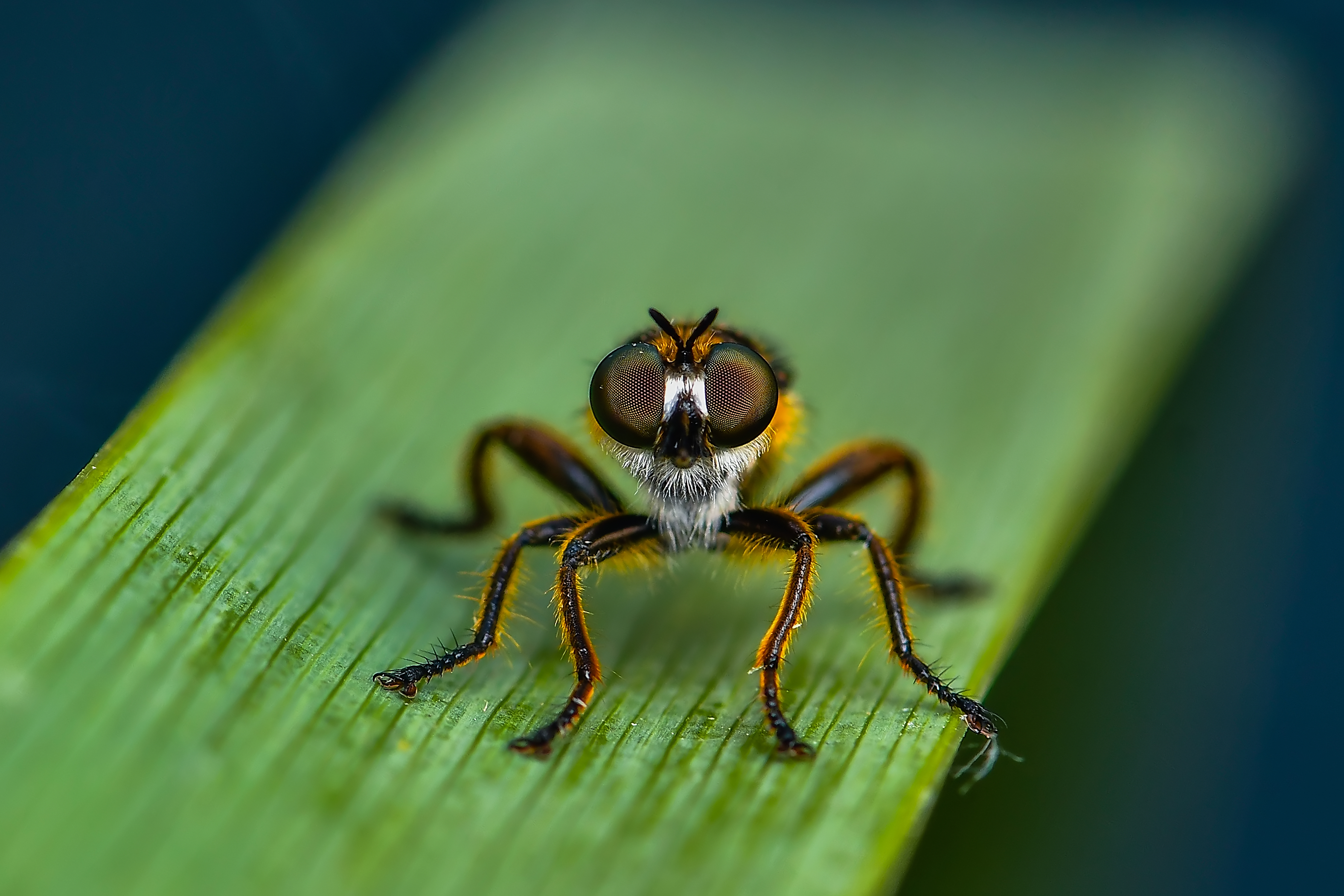 Choerades fimbriata/fulva