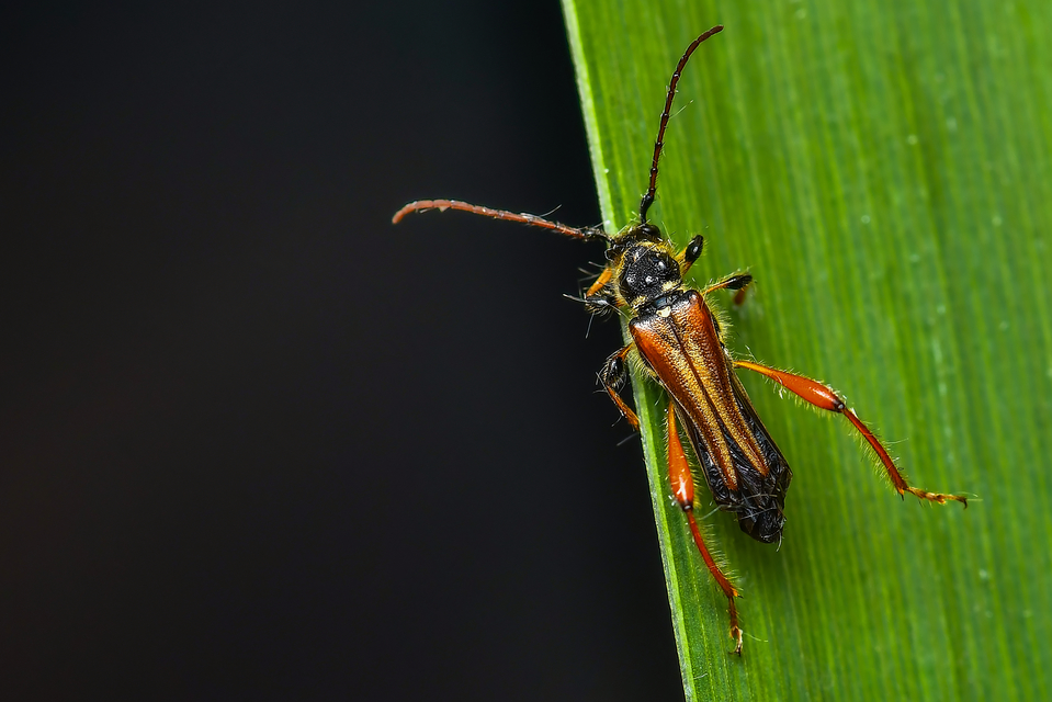 Stenopterus rufus - tarkacsápú keskenyfedőscincér