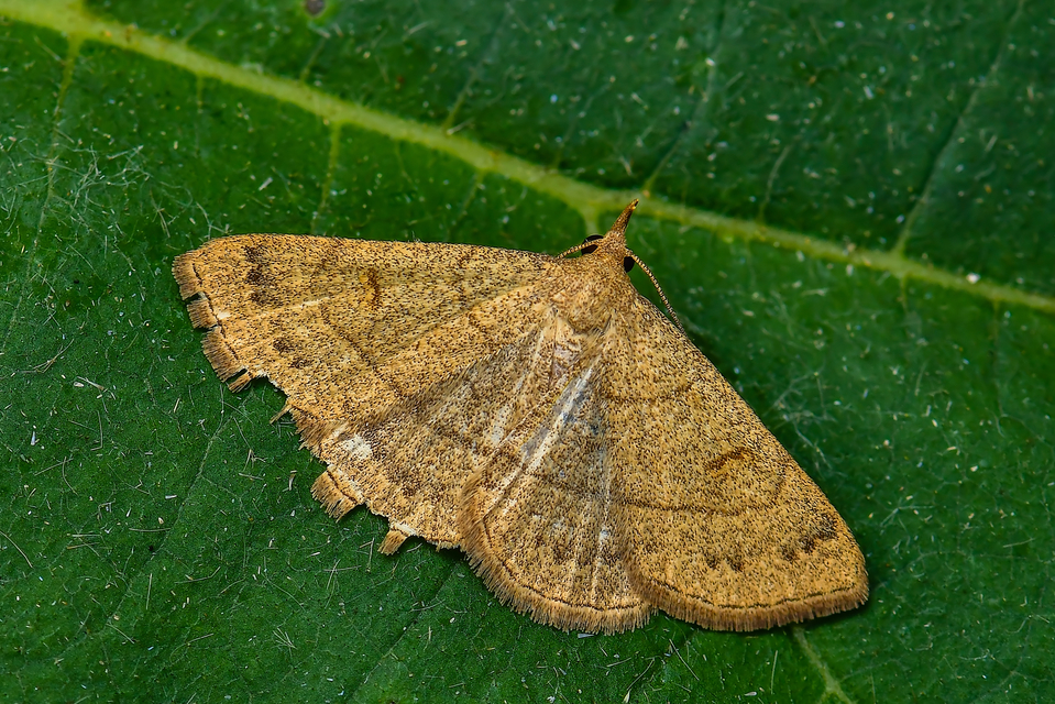 Paracolax tristalis - sárgás karcsúbagoly