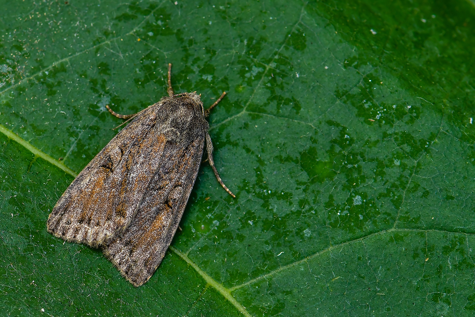 Apterogenum ypsillon - ipszilon-erdeibagoly
