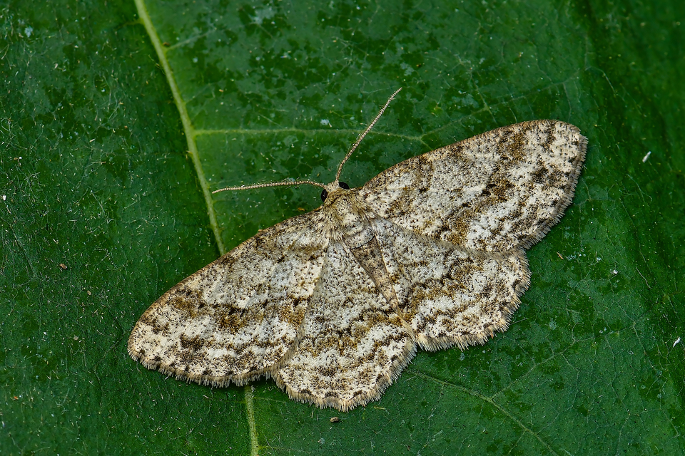 Ectropis crepuscularia - avararaszoló
