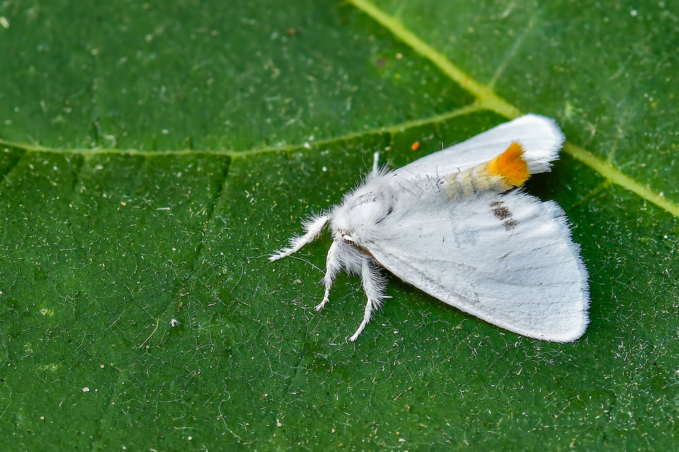 Sphrageidus similis - sárgafarú szövő